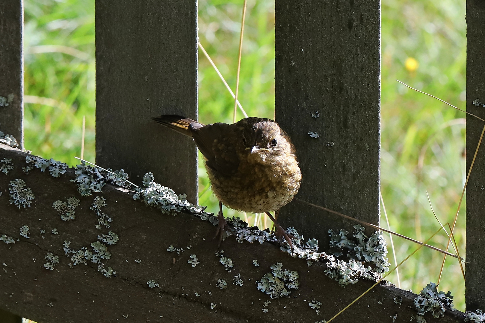 Jungvogel (2020_08_03_1014_ji)