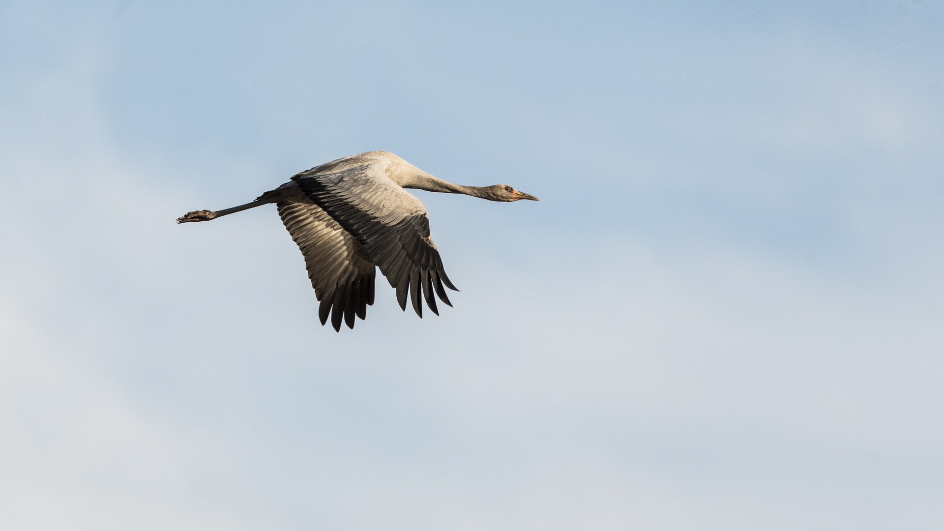 Jungvogel