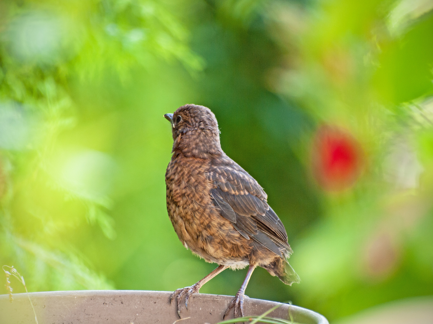 Jungvogel