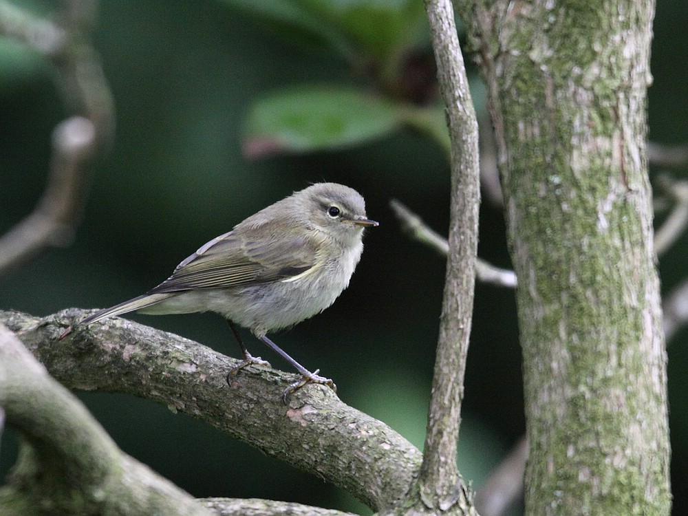 Jungvogel