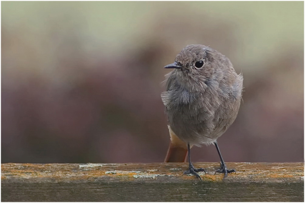 Jungvogel...