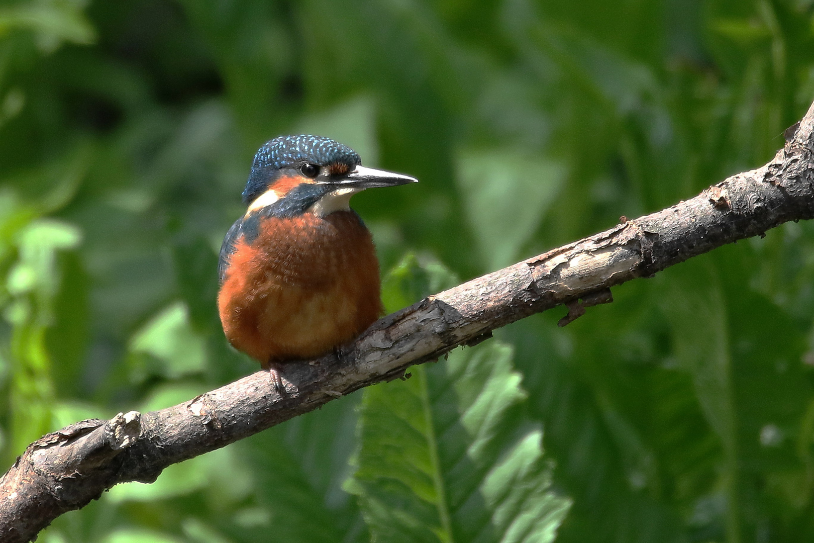 Jungvogel, 30.7.2016