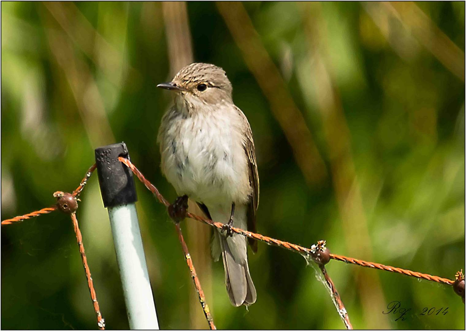 Jungvogel