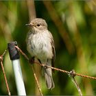 Jungvogel