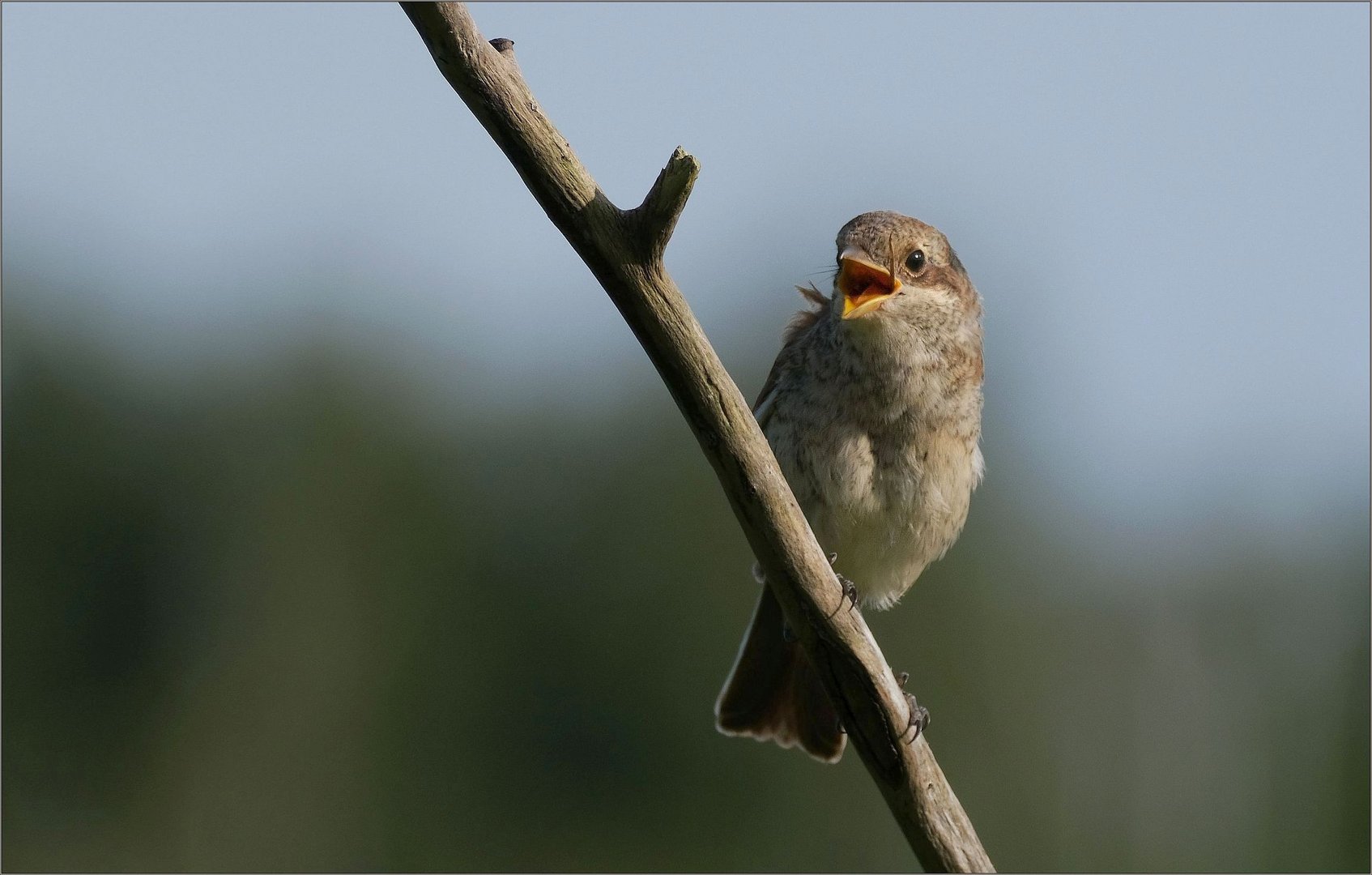 Jungvogel...