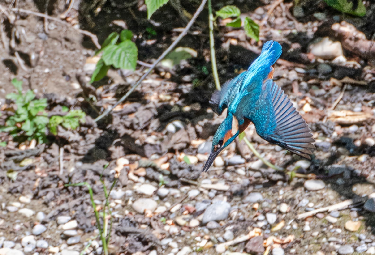 Jungvogel