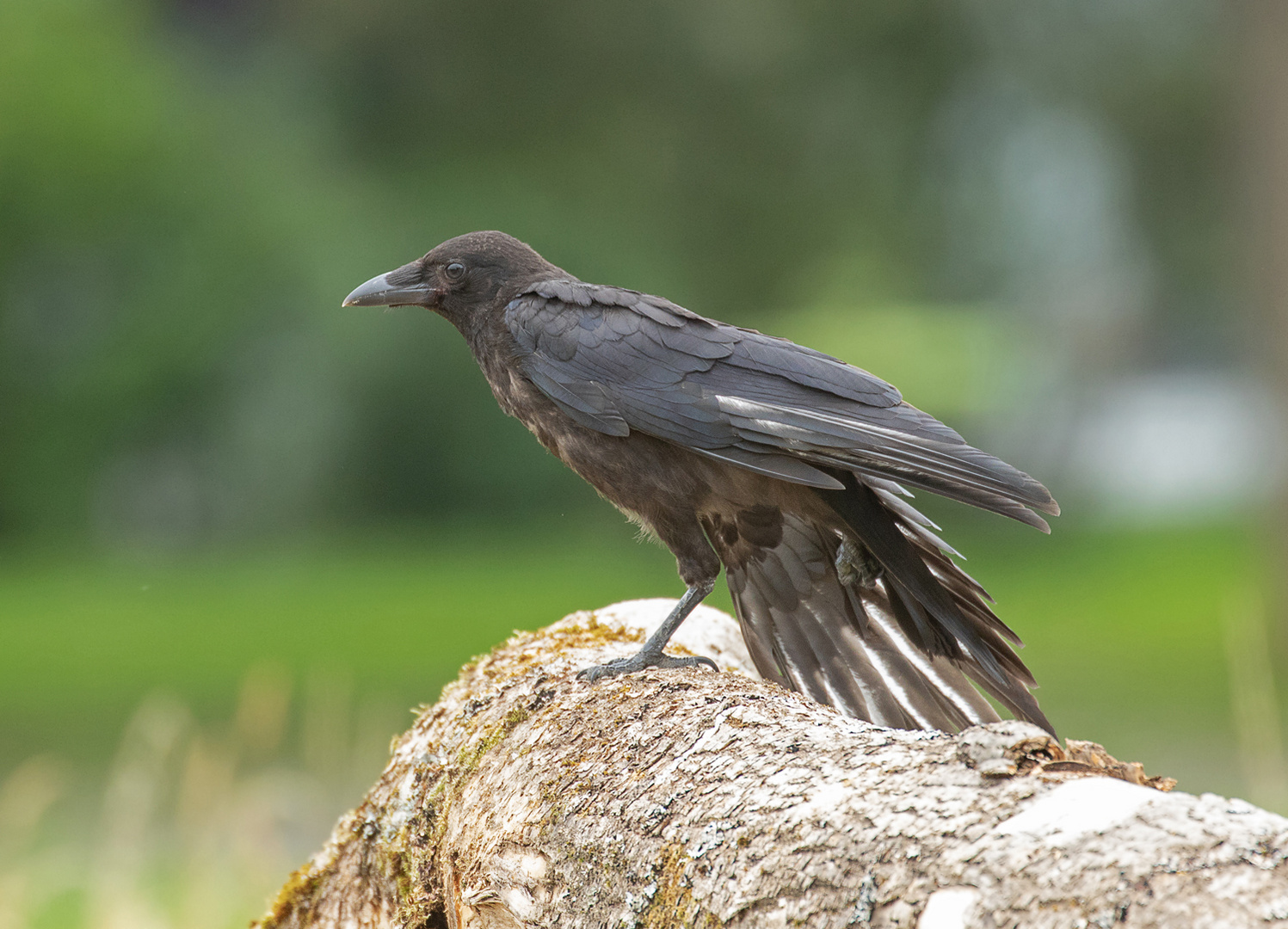 * Jungvogel *