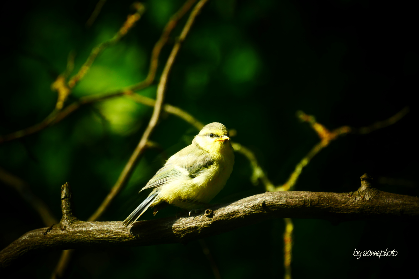 Jungvogel