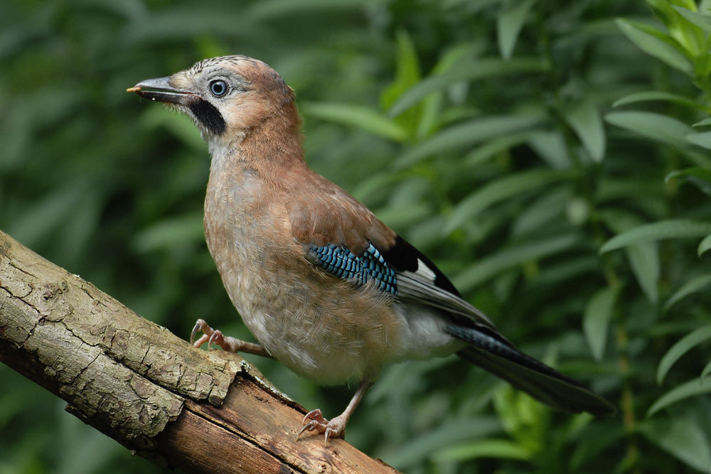 Jungvogel