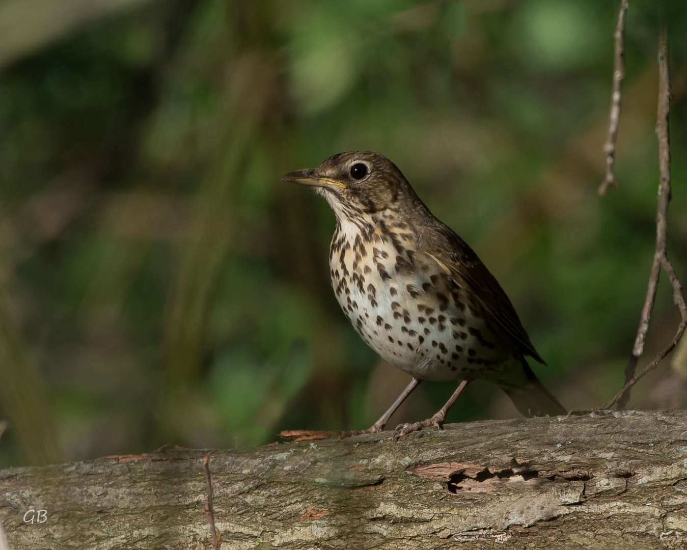 Jungvogel..