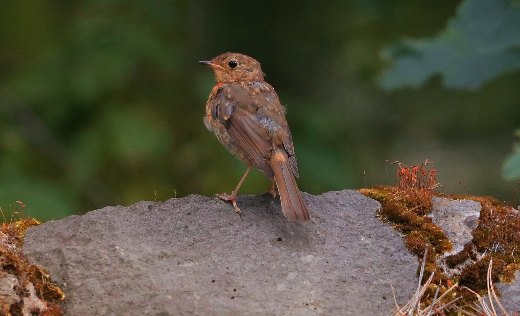 Jungvogel