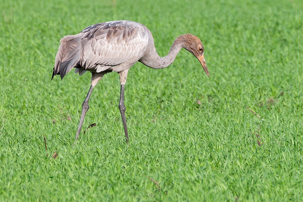 Jungvogel...