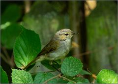 Jungvogel