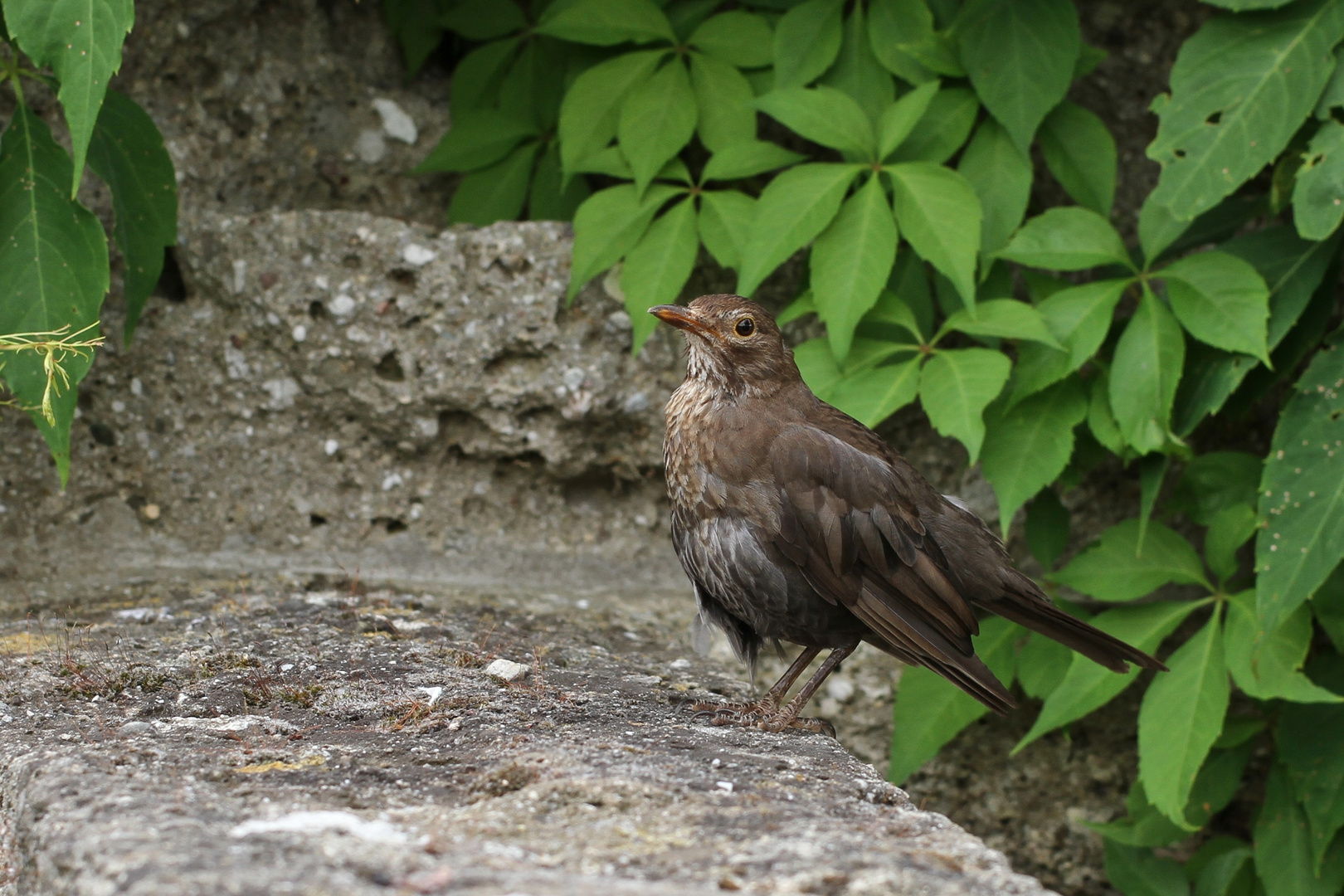 Jungvogel