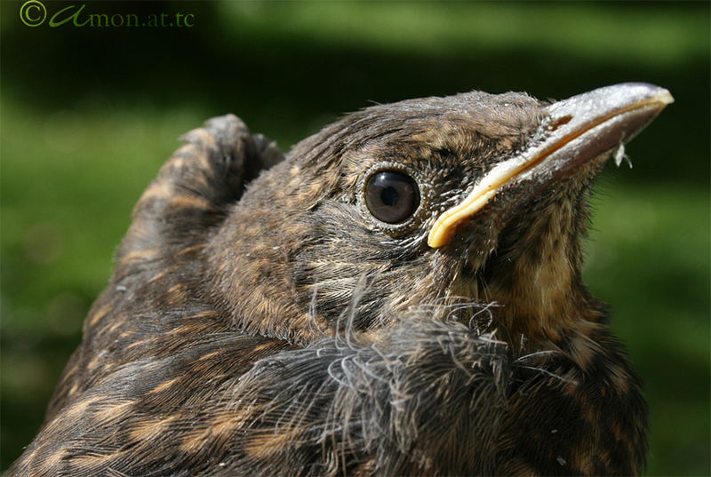 Jungvogel