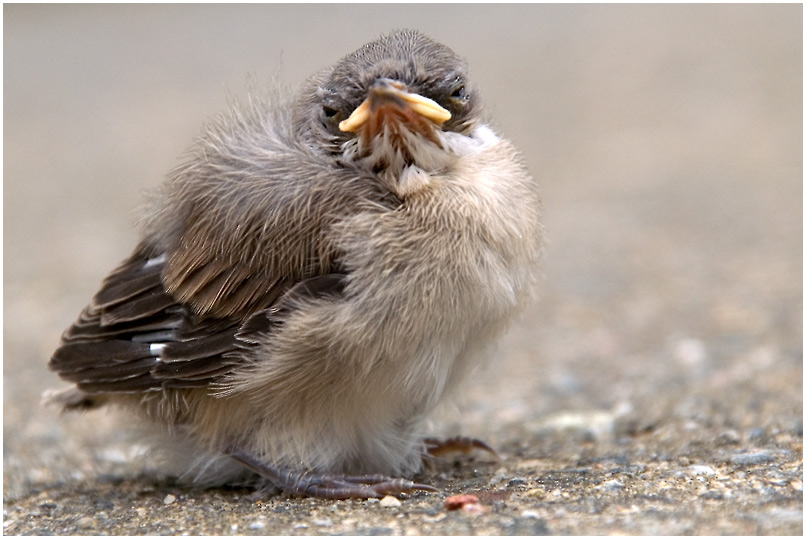 Jungvogel