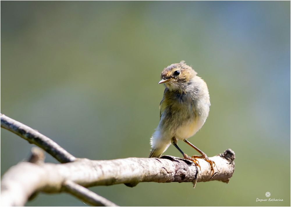 Jungvogel