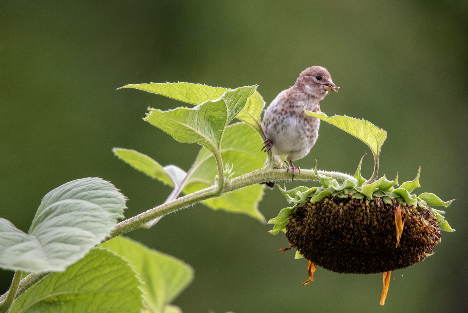 Jungvogel