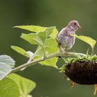 Jungvogel