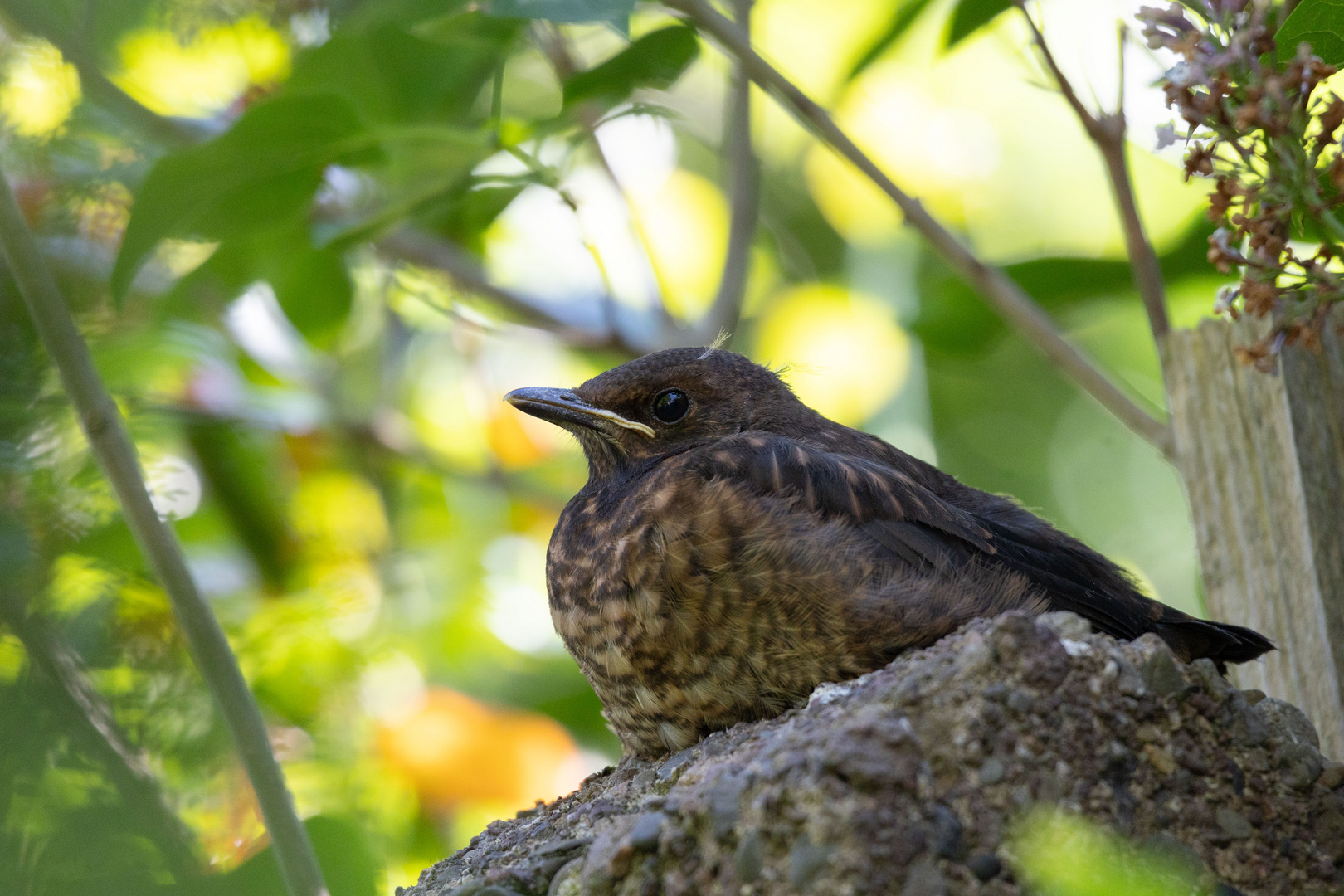 Jungvogel 