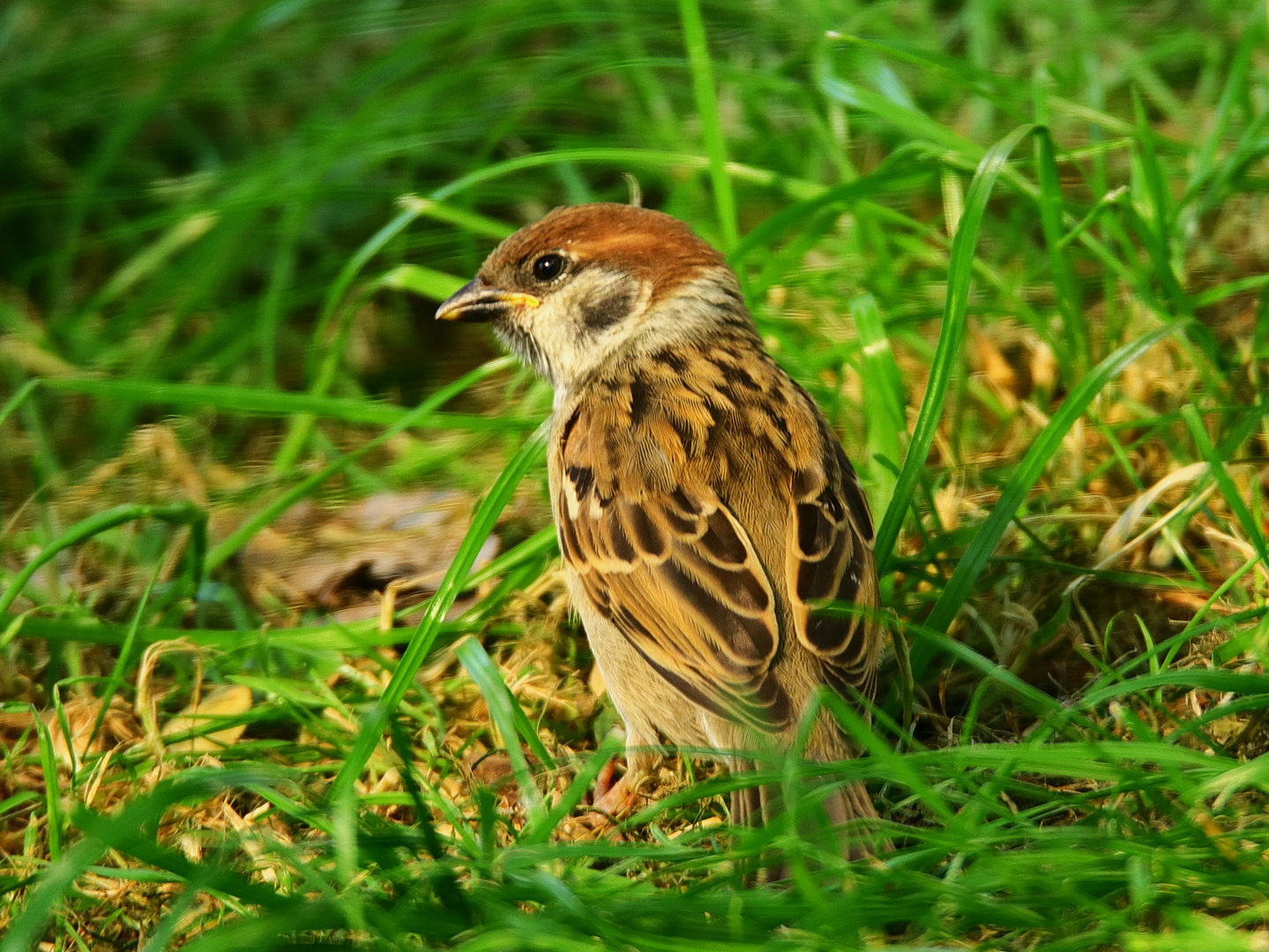 Jungvogel