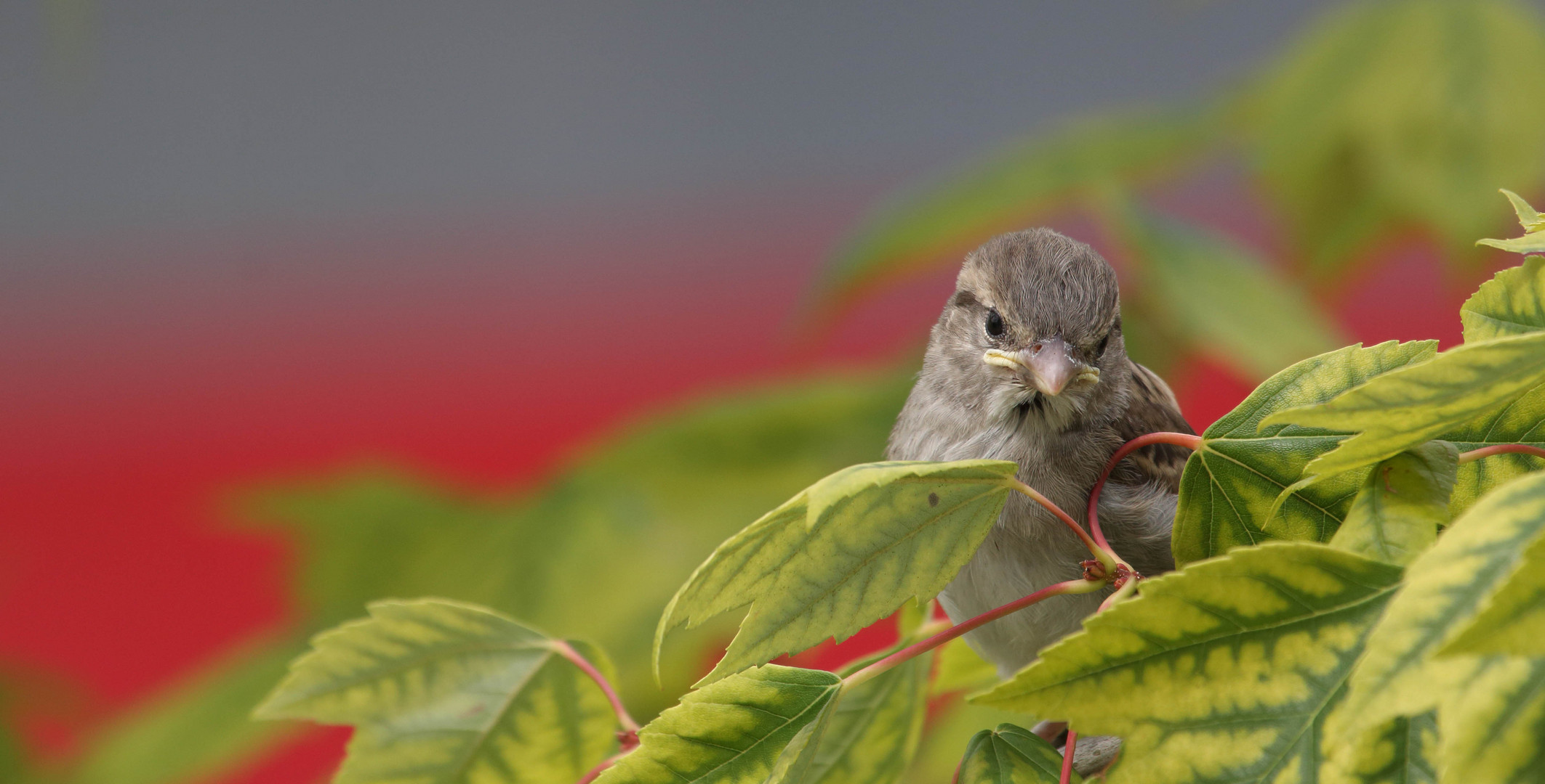 Jungvogel