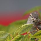 Jungvogel