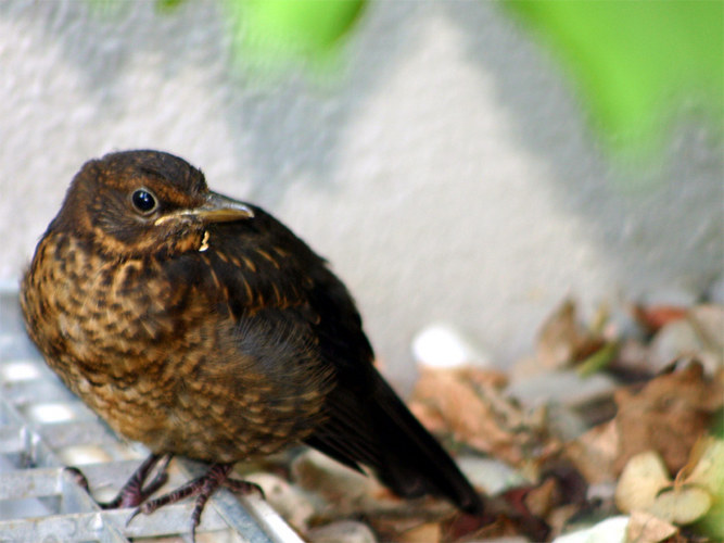 Jungvogel...