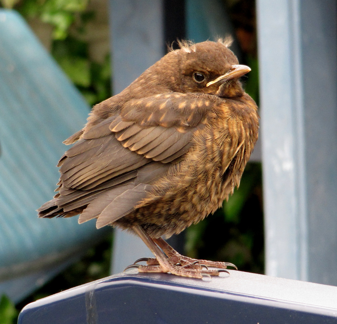 Jungvogel (Amsel)