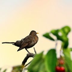 Jungvogel - Amselmädchen ...