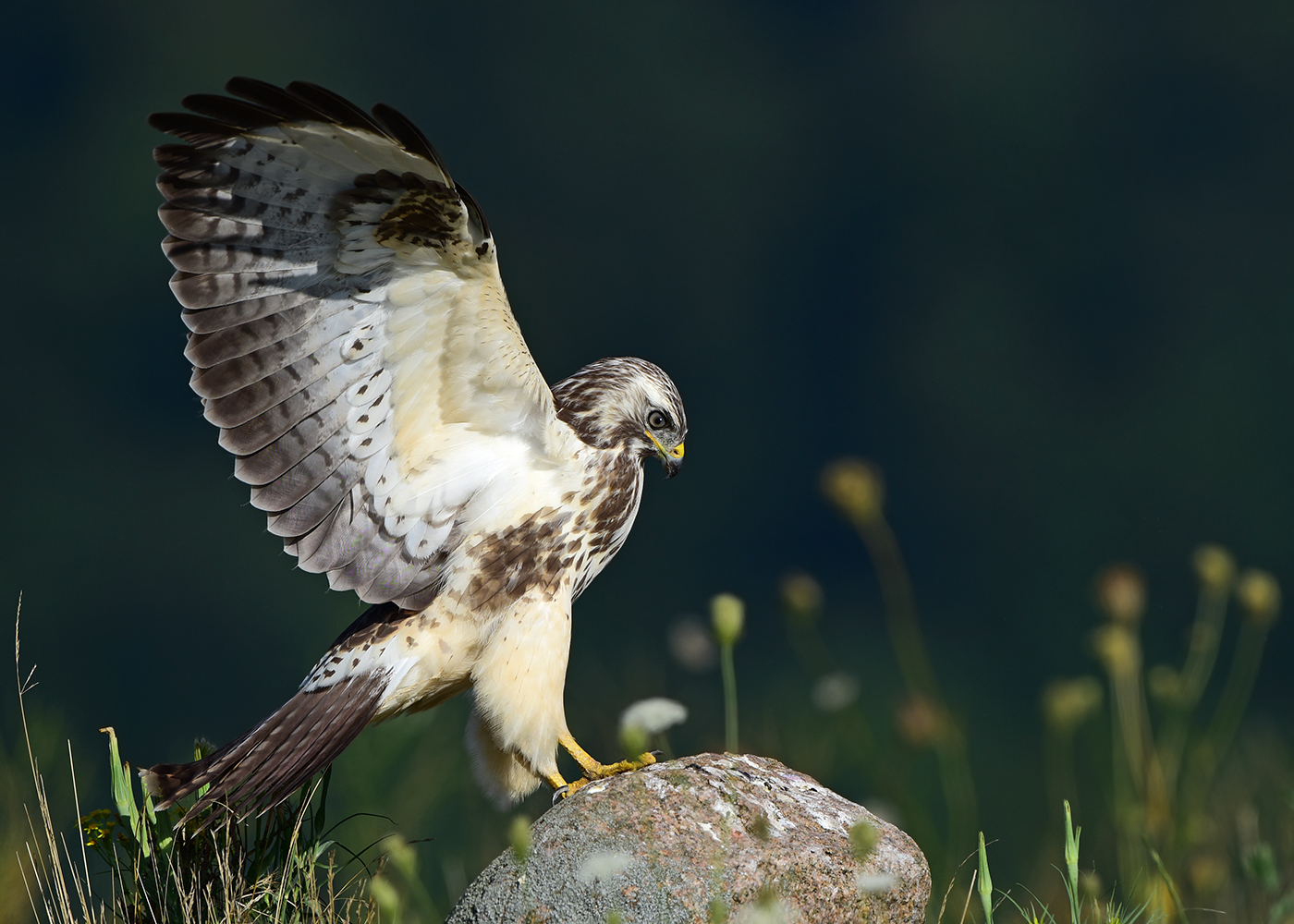 Jungvogel, andersrum