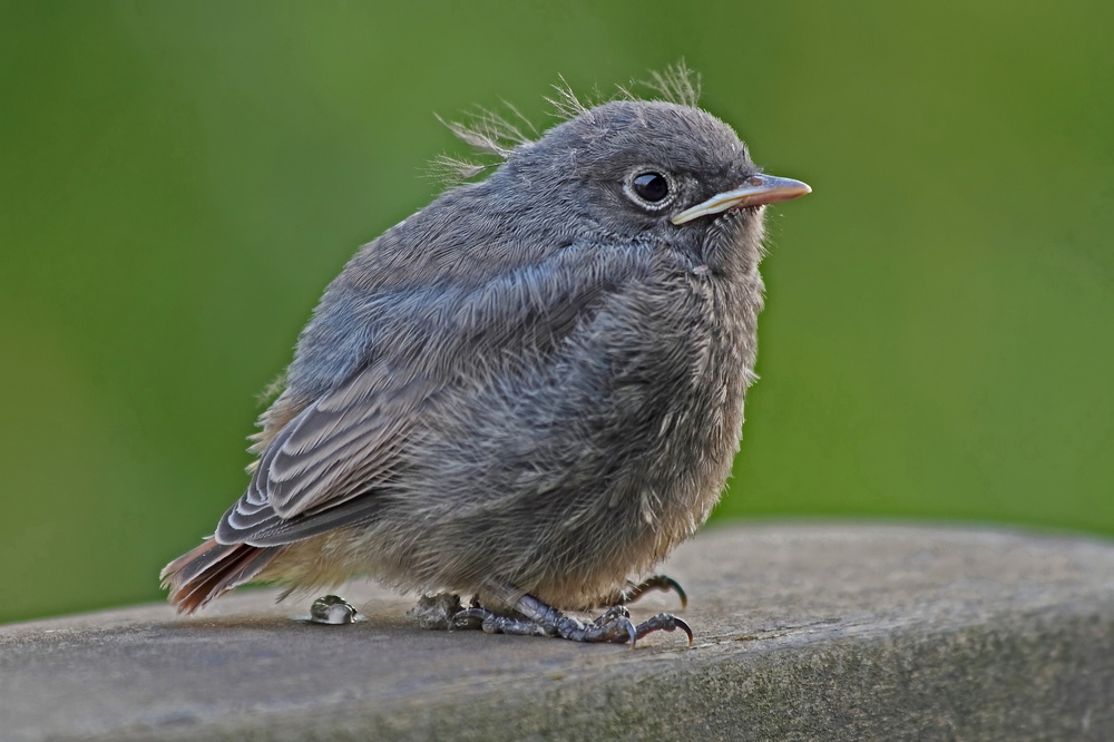 Jungvogel auf Donnerbalken