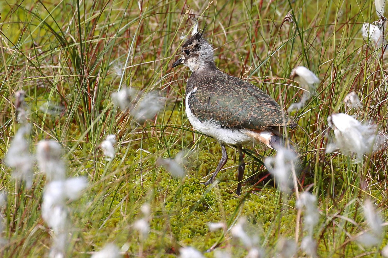 Jungvogel auf Erkundung