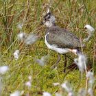 Jungvogel auf Erkundung