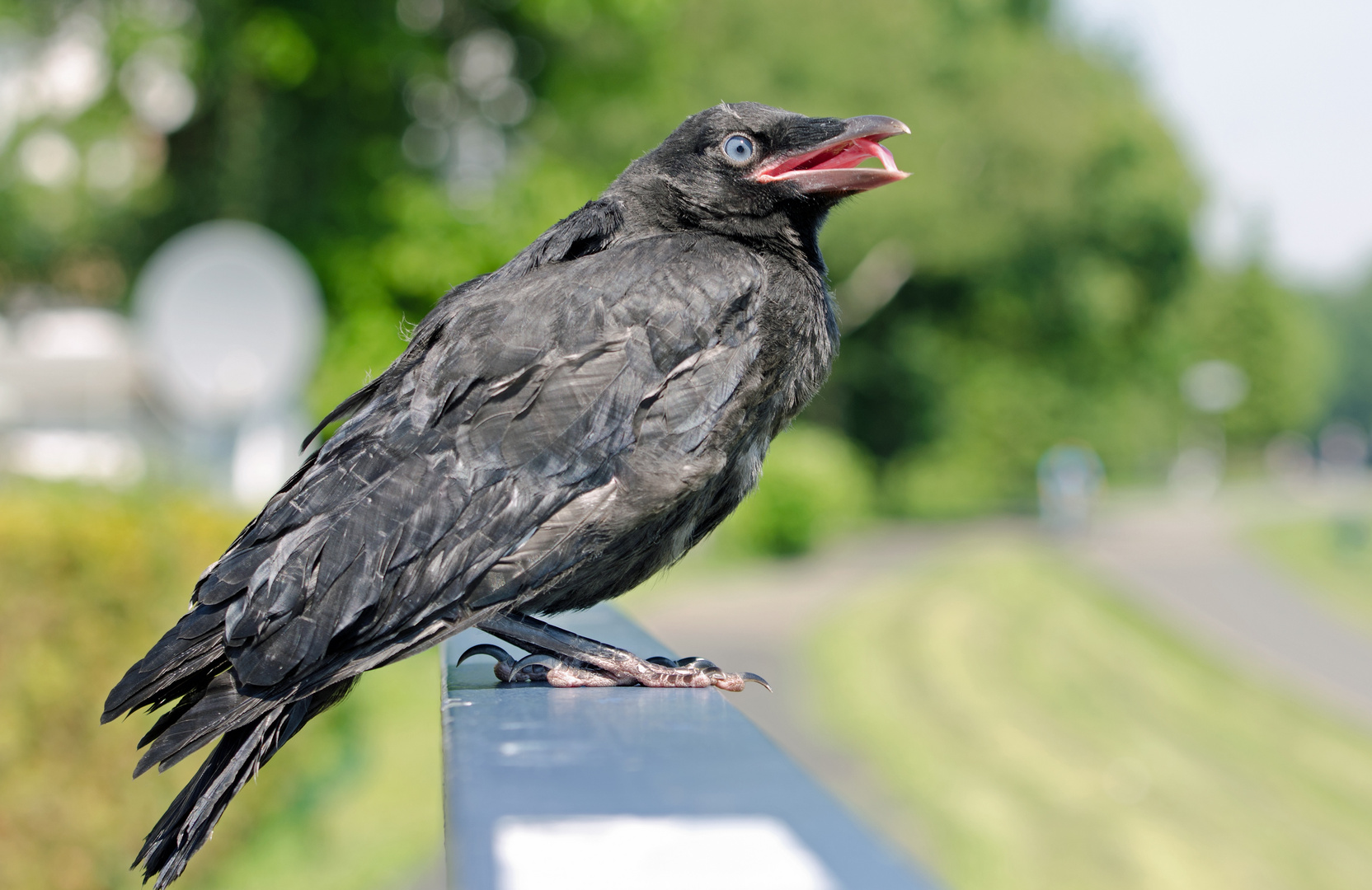 Jungvogel