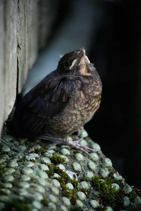 Jungvogel