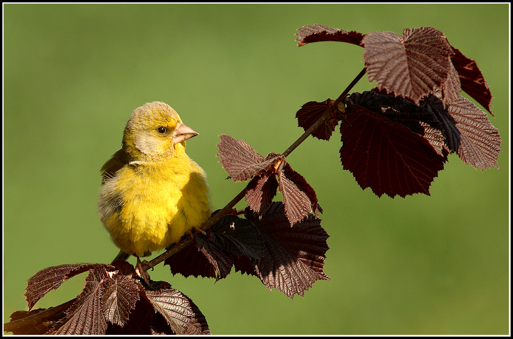 Jungvogel...