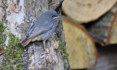 Jungvogel beim ersten Ausflug