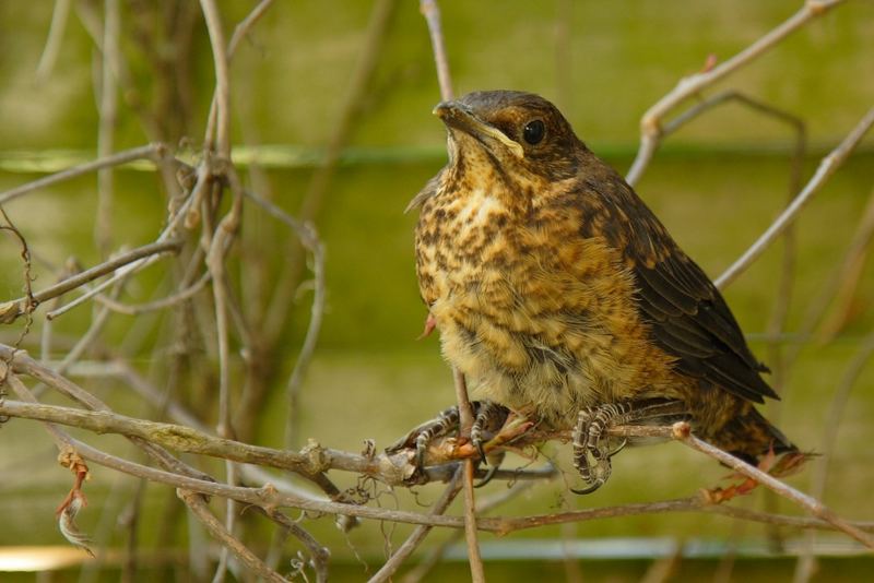 Jungvogel beim pausieren