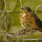 Jungvogel beim pausieren