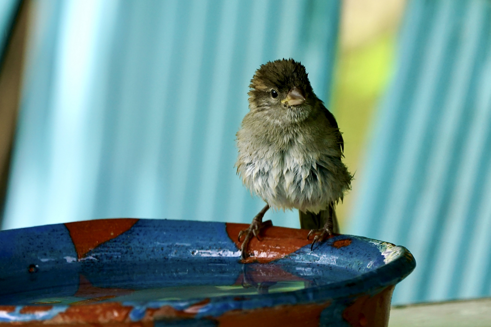 Jungvogel beim Trinken und Baden