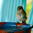 Jungvogel beim Trinken und Baden