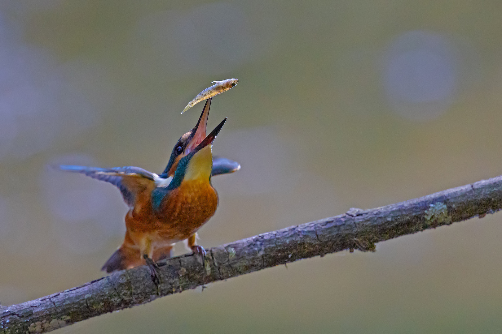 Jungvogel beim Wendeversuch