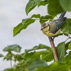 Jungvogel Blaumeise