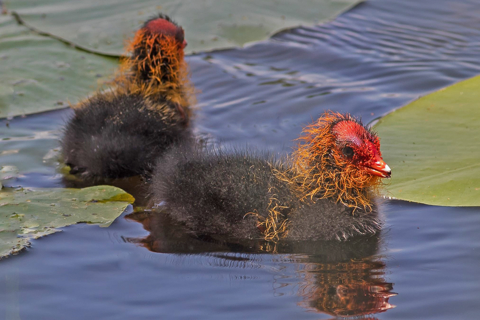 Jungvogel Blesshuhn