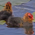 Jungvogel Blesshuhn