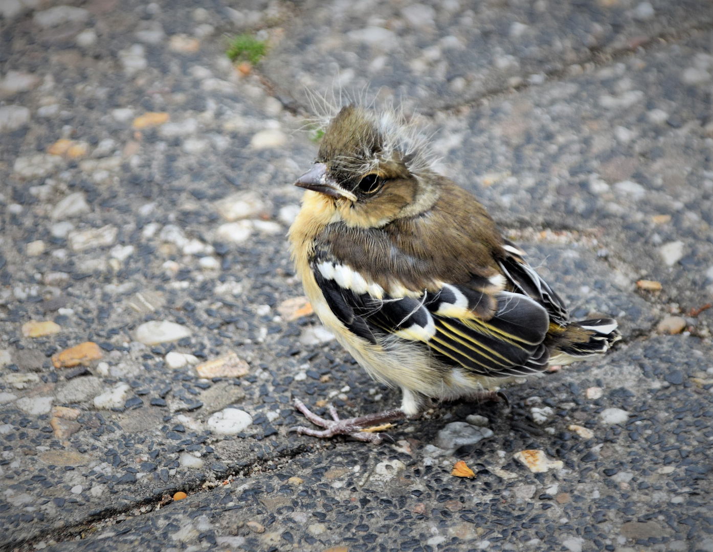 Jungvogel Buchfink