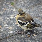 Jungvogel Buchfink