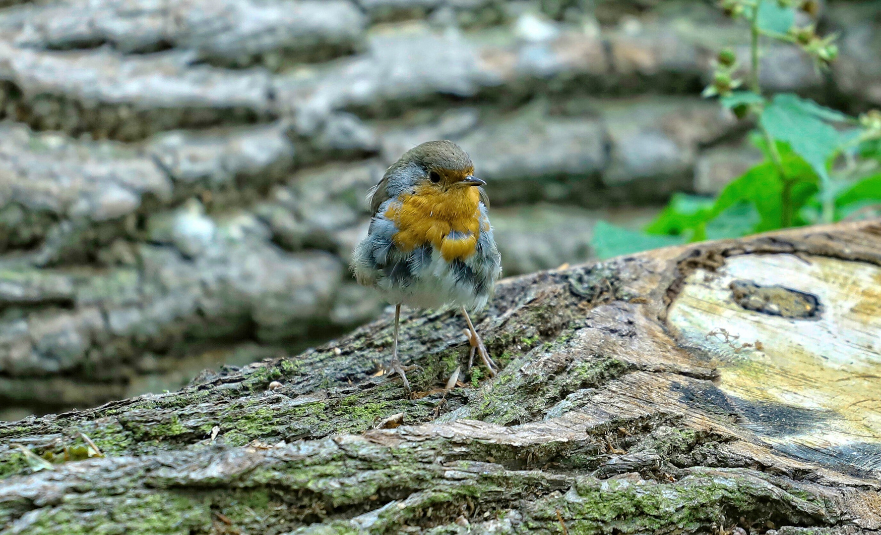 Jungvogel