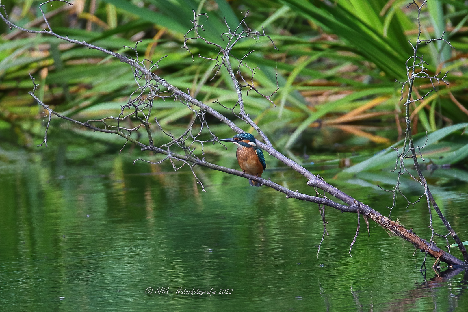 Jungvogel